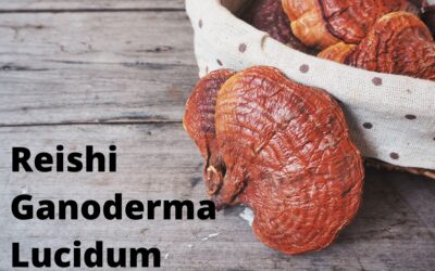 ¿ Conoces los Beneficios para tu salud del Reishi?